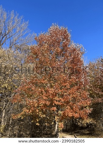 Beautiful fall foliage on a hiking trail
