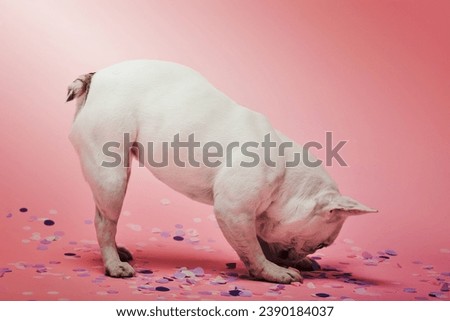 light coloured dog head confetti
