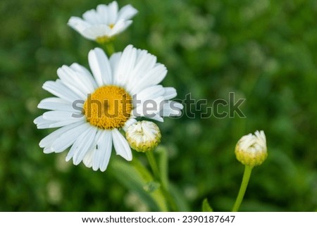 Blooming daisy on blurred green background. Chamomile with white petals for poster, calendar, post, screensaver, wallpaper, postcard, banner, cover, website. High quality photography