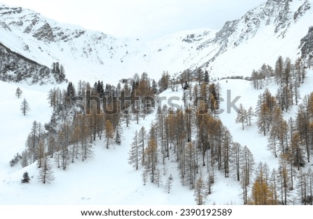First snow in Malbun, Liechtenstein. Larches stand out from the other vegitation.  Royalty-Free Stock Photo #2390192589
