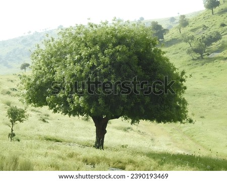The color of the grasses and trees is wonderful, and the oak tree is considered one of the most fruitful trees Royalty-Free Stock Photo #2390193469
