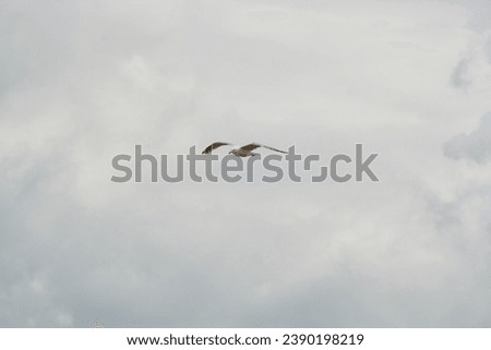 a single flying seagull looking down from the sky