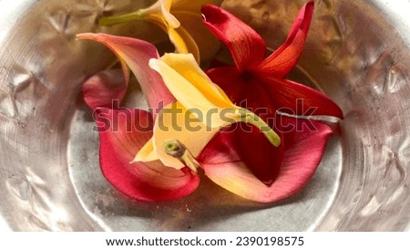 Close up of yellow and red frangipani flowers. Frangipani flower is one of the means of worship of Balinese Hindus.