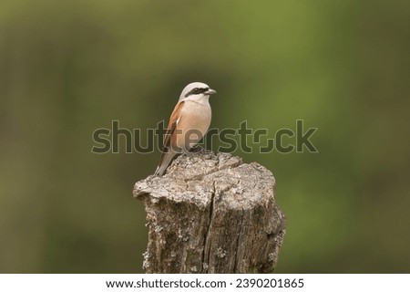 Red-backed shrike - Lanius collurio perched on wooden post at green background. Photo from Biebrza National Park in Poland.