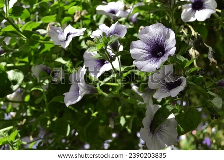 Purple flowers on a pretty day