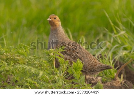 Grey partridge, gray-legged partridge, English partridge, Hungarian partridge, hun - Perdix perdix in green grass. Photo from Biebrza National Park in Poland.