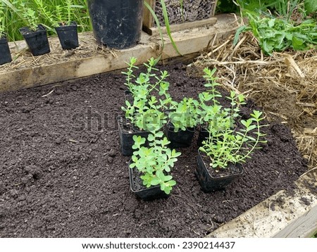 medicinal plant seedlings of St. John's wort. young hypericum for planting in the vegetable garden Royalty-Free Stock Photo #2390214437