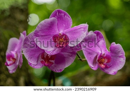 Beautiful bright pink orchids with a natural blurred background in Kauai, Hawaii, United States.
