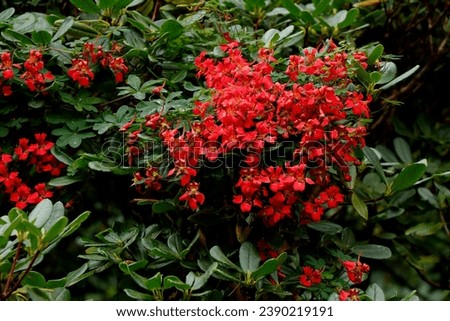 Red flower Tropaeolum speciosum, flame flower or  flame nasturtium
in nature Royalty-Free Stock Photo #2390219191