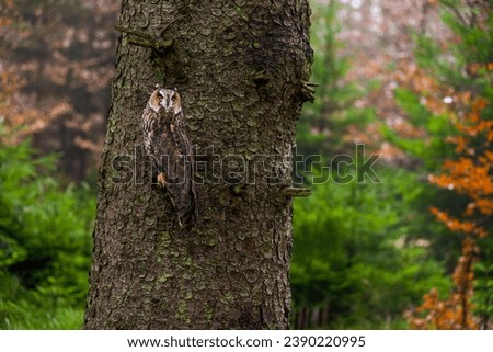 Long-eared owl sitting on a short branch with tree bark as background