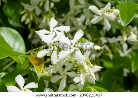 beautiful white flowers of Star Jasmine (Trachelospermum jasminoides) also know as Confederate jasmine, star jasmine, Confederate jessamine, and Chinese star jessamine Royalty-Free Stock Photo #2390223407