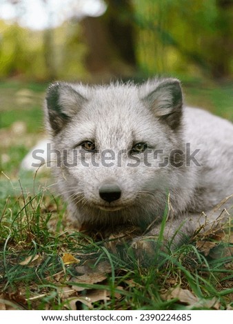 Portrait of Arctic fox in zoo