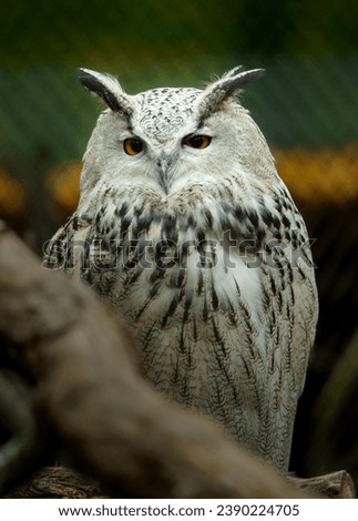 Portrait of Eurasian eagle owl
