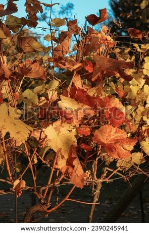 Autumn picture of vineyard after harvest in a park. Colorful fall landscape in sunny late afternoon. Red, orange and yellow vine leaves. Blue sky in the background. Vertical photo.