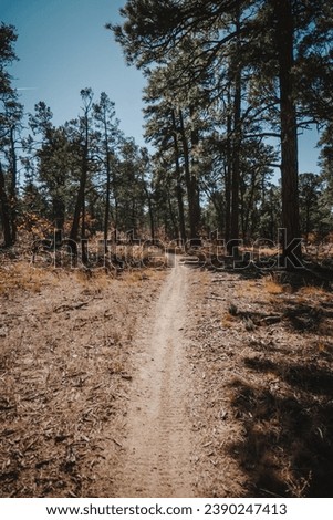 Mountain biking trail through pine trees in Manzanita Mountains in Cibola National Forest in New Mexico
