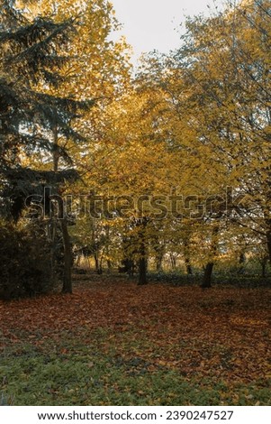 Colorful autumn picture of trees in a park. Yellow leaves on branches and orange, red and brown leaves on the ground. Late fall sunny afternoon. Vertical photo.