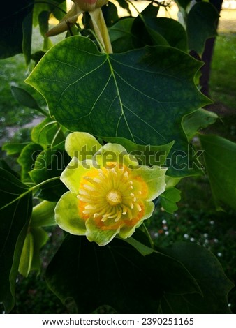 One (single) greenish yellow flower with long pistil and stamens of American tulip tree (Liriodendron tulipifera, tulipwood, tulip poplar, whitewood, fiddletree, yellow-poplar) framed by green leaves Royalty-Free Stock Photo #2390251165
