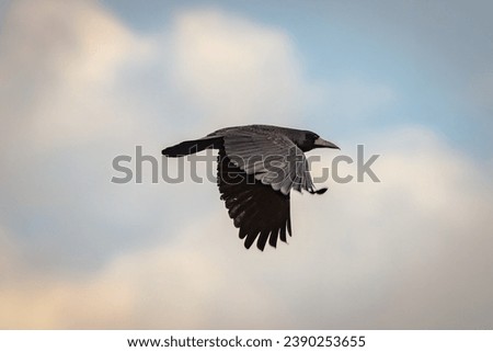 Rook (Corvus frugilegus) flights in the sky. Close-up portrait of a black plumage bird in flight. Royalty-Free Stock Photo #2390253655