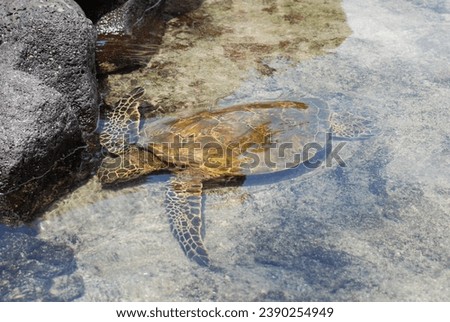 Hawaiian Sea Turtle Swimming in Shallows