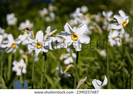 Beautiful yellow and white blooming narcissus flower