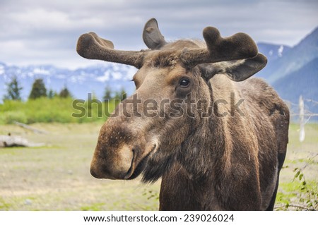 Moose in Alaska (USA) Royalty-Free Stock Photo #239026024