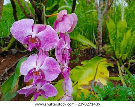 Pink Wild Orchid flower in natural garden. Can be used for nature concept background picture.