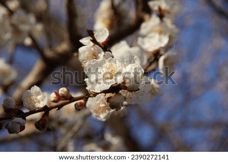 Selective focus of beautiful branches of white blossoms on the tree under blue sky, Beautiful Sakura flowers during spring season in the park, Floral pattern texture, Nature background.