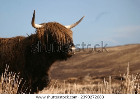 a high land cattle in Scotland