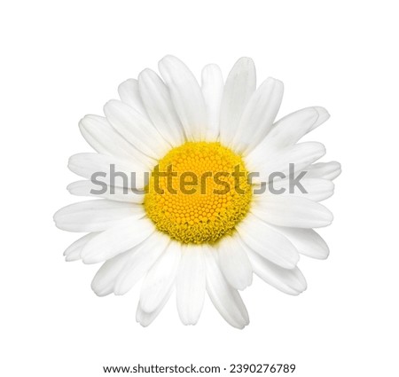 White oxeye daisy flower head isolated cutout on white background
