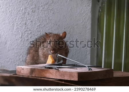 Brown Rat near a mousetrap Royalty-Free Stock Photo #2390278469