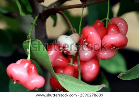 Watery rose apple fruits hanging on a branch, it's well known in Indonesia called as jambu kancing