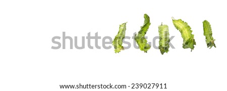 Winged bean vegetable over white background