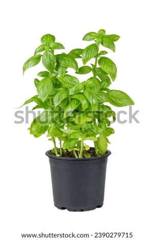 Fresh green organic basil in black pot isolated on white background. Indoor plant growing, healthy eating, aromatic herb, food ingredient, spice for culinary Royalty-Free Stock Photo #2390279715