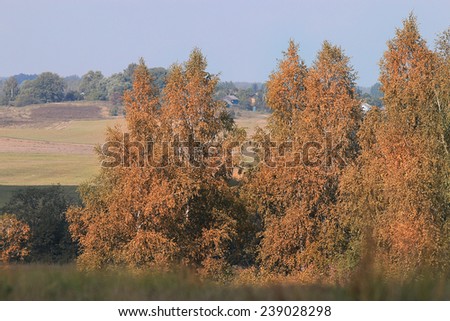 autumn park forest, landscape yellow