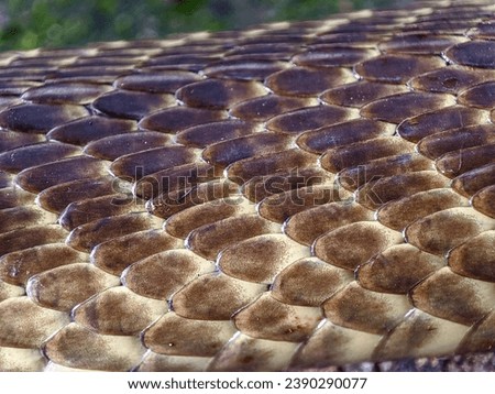 texture and shape of cobra snake scales