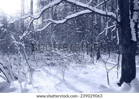 Winter road in snowy forest landscape