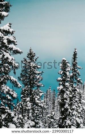 Scenic Snowy Trees Over Azure Water, Lake Louise