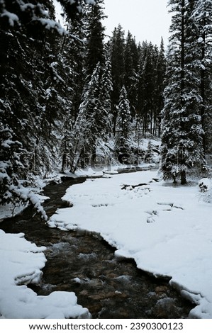 Snowy Creek in Alpine Forest, Banff Alberta