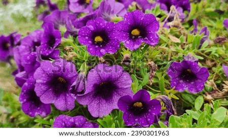 Cabaret Purple Glow Calibrachoa. Masses of beautiful purple salver-shaped flowers adorned with a yellow center. Royalty-Free Stock Photo #2390301963