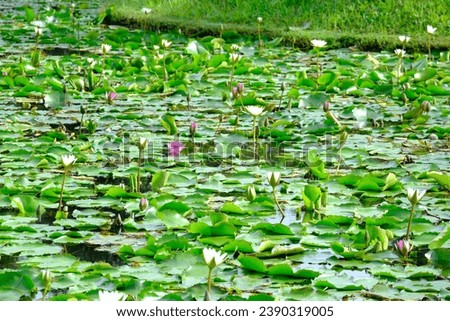 close up of lotus plants in the lake. Beautiful Red and White lotus flower. lotus flower and lotus flower plants,