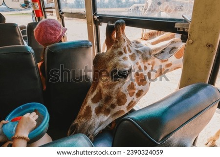 Giraffe in zoo in Kanchanaburi