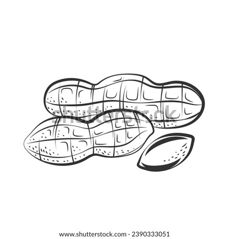 peanut outline illustration. hand drawn peanut sketch. peanut black and white vector drawing. peanut isolated on white background. vector illustration. peanuts line art drawing. peanuts outline.