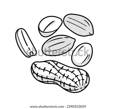 peanut outline illustration. hand drawn peanut sketch. peanut black and white vector drawing. peanut isolated on white background. vector illustration. peanuts line art drawing. peanuts outline. Royalty-Free Stock Photo #2390333059