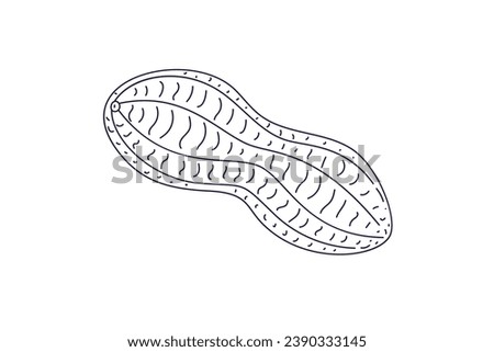peanut outline illustration. hand drawn peanut sketch. peanut black and white vector drawing. peanut isolated on white background. vector illustration. peanuts line art drawing. peanuts outline.