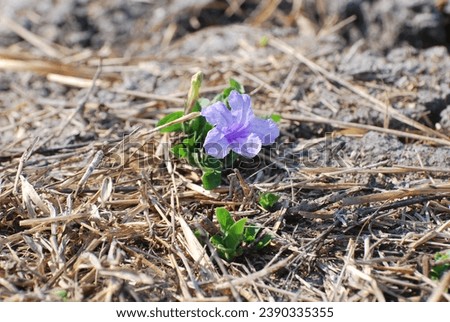 Purple wildflowers grow in soil filled with plant roots. Beautiful Ruellia humilis, Petunia. 