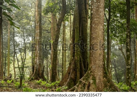 Normal shot of woodland and fern photography in the morning, abundant forest on winter environment conserve for a future, Southeast Asia rain forest copy space for individual text and design