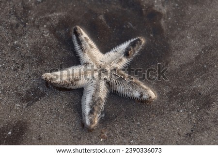 Beautiful Starfish photography at Janjira beach, Alibaug, Mumbai. Starfish hiding in the beach sand. Travel photography along with nature photography using DSLR camera Canon 200D Mark 2
