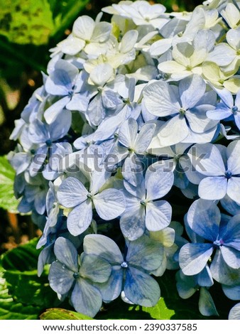 Hydrangea flower closeup. Beautiful Hortensia blooming in summer garden. Beauty colour Hydrangea flower close up. Nature floral backdrop. Easter, Birthday, Nature concept