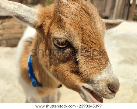 Thai goat breed White body mixed with brown