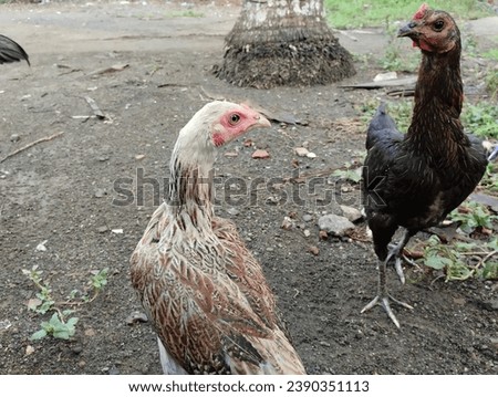 ayam kampung or purebred chickens, female chickens roam around the house and are often kept by Indonesian people
